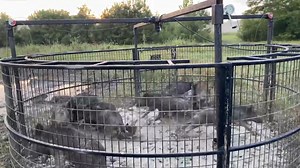 The hunt gets messy as a crew battles through mud, rain, and ferocious wild hogs. From strategic trapping to close encounters, this action-packed session proves that hog hunting is never clean or easy. #WildHogHunting #OutdoorAdventure #HogTrapping | Ellen Roman