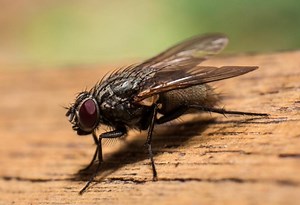 Top 5 Small Black Flying Bugs In House That Are Not Fruit Flies | With Pictures! - Pest Samurai