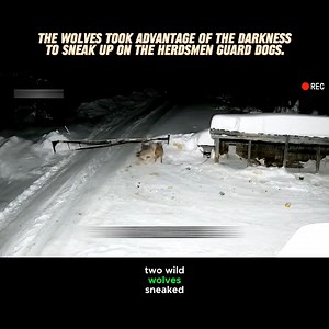 3.2M views · 14K reactions | The wolves took advantage of the darkness to sneak up on the herdsmen’s guard dogs. #wolves #dogs #wildanimals #herdsman #herd | Amazing World | Facebook