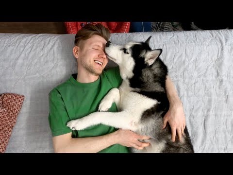 The Funniest Moments With Husky Yuki | Funny Dog Challenge