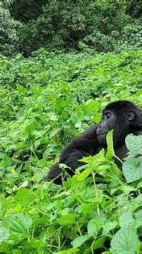 Only 1 Seat Left – Uganda Safari 2026