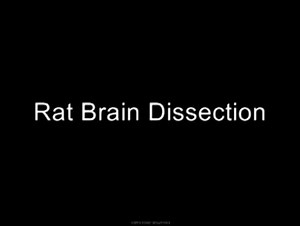 Brain Dissection