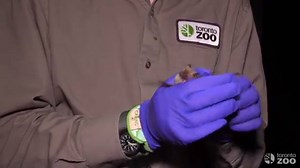 It's Day Four of #BatWeek! 🦇 Watch to learn more about Native Ontario Bats from our Bat Biologist Toby #BatWeek2020 | The Toronto Zoo