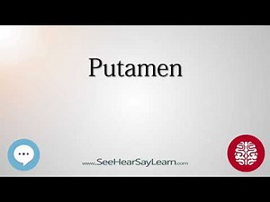Putamen Anatomy of the Brain SeeHearSayLearn 🔊