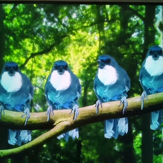 in the night garden blue birds song