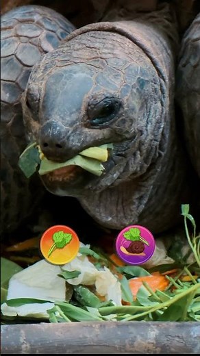 Discover the World of TURTLES 🐢