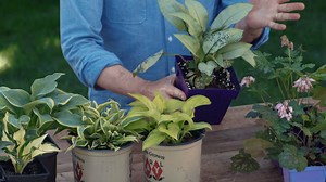 124K views · 759 reactions | The Best Perennials for Shade Gardening:...