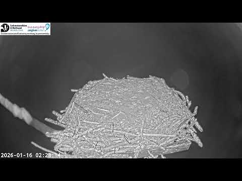 LRWT - Manton Bay Ospreys Live Webcam (Wide Angle)