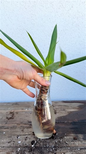 ali’s plants on Instagram: "Water rooted Yucca cutting potted up using a chunky soil mix in terracotta. Water rooted cuttings need plenty of moisture and aeration to avoid rot as they acclimate to soil. Slotted grower’s pots or terracotta are great choices for this reason. Happy potting! Xx"