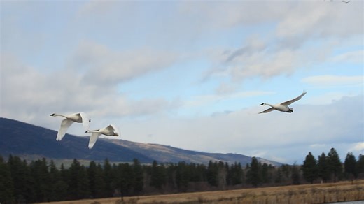 Here is video of three swans taking off on Pond 6 at Lee Metcalf Refuge. The honking you hear toward the end is a flight of Canada Geese flying over head. | Mark Townsend