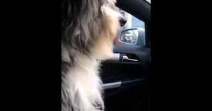 Dog Loves Her Nana. But When She Realizes She Is Going To Visit Her, Watch What She Does