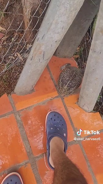 #paraguay #paraguaytiktok #sapo