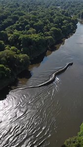 🚨Caught on Patrol: GIANT Anacondas in Motion 🐍🔥 During a standard sweep in the Amazon, our military drone captured something unbelievable — massive anacondas slithering through the jungle, in groups. They’re not just hiding… they’re moving. Together. Are they migrating? Hunting? No one knows. #AnacondaSwarm #AmazonSurveillance #MilitaryFootage #JungleMystery #RealOrUnreal #SnakeMovement #WildEncounters #AmazonSecrets | Nature.love
