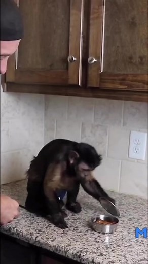 Monkey LOVES chicken drumsticks #monkey #eating #dinner #cute #pets | MonkeyBoo