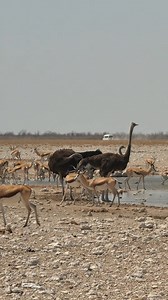806K views · 10K reactions | Ostriches and Springboks sharing Etosha’s precious water source. #namibia #etosha #ostrich #springbok #safari #travel #wildlife #birdlife #traveller #visitnamibia #africansafari #explore #wildlifephotography #madbookings | Nwrnamibia | Facebook