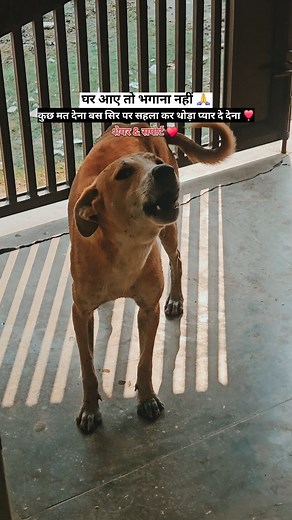 1.7K views · 4.9K reactions | w When a street dog trusts you, it's a gift. Because they don't believe in everyone. | Mook Shakti Foundation | Facebook