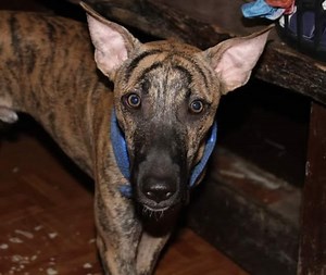 The Philippine Forest Dog, Also Known as the "Asong Gubat," Is a Dog Breed Native to the Philippines.