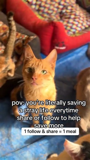 I wish I can get three cat lovers who can donate us with 500$ for food and water please