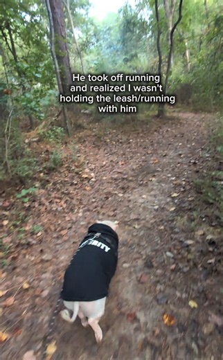 Thoughtful pig 🐷 #running #asmrsounds #pig | Vanlifepiggy