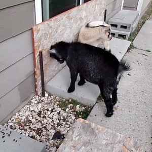 29K views | Cause sometimes you've got a crazy itch that no one wants to help you scratch. | Animalistic | Facebook