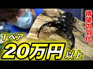 [Emerging Festival] After two years of hard work, the super high-end stag beetle has finally hatched