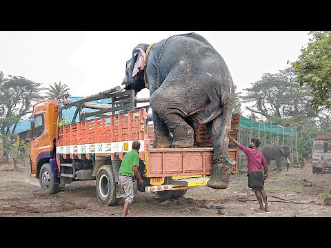 Genius Way They Transport Elephants by Trucks
