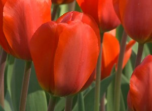 Comment conserver les bulbes de tulipes : astuces incontournables !