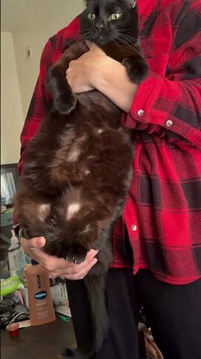 “Houdini the 20lb Black Cat is MASSIVE When Held by Mommy! 😱”