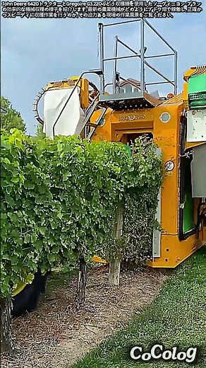 ジョンディアとグレゴワールによるブドウ収穫作業 #worker #process #agriculture #harvesting #vineyard