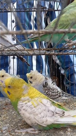 Budgie Half sider #shorts #short #viral #trending #birds
