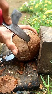 Smart technique for removing coconut from its shell #coconut #satisfying | Handika Amiranto