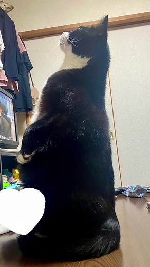 丸くなってきてる、、、#猫 #cat #おすすめ #凛たん