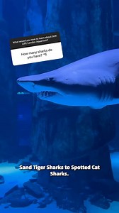 1.6K views · 21 reactions | Meet our Sharks! ☺️麗 | SEA LIFE London Aquarium™ | Facebook