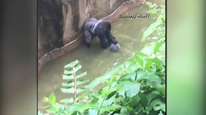 129K views · 695 reactions | A cellphone camera captured the moments...