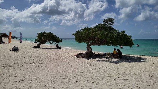 This is the Aruba FEELING!❤️🇦🇼 Did you visit the Fofoti trees yet on Eagle Beach?🙌🏼 | Aruba Smart Map