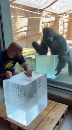 Gorilla vs Strong Man - The Gorilla Showed True Strength - ICE BLOCK CHALLENGE