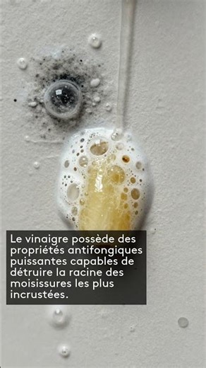 HUMIDITÉ ET MOISISSURES : L'ASTUCE NATURELLE POUR STOPPER LE MUR QUI PIQUE