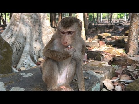 Top teenage monkeys Rainbow Molly and Mila well done demonstration tricks love too much 