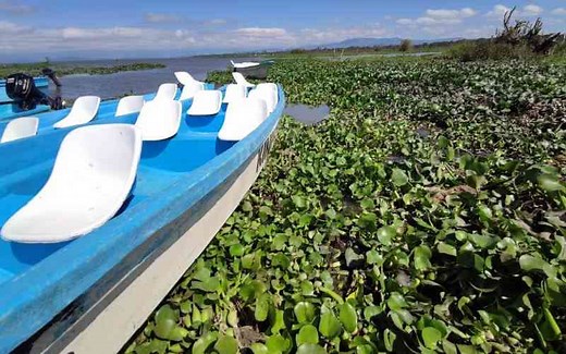 Livelihoods at risk as water hyacinth spreads in Lake Victoria