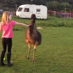 22K views · 290 reactions | When you wanted a pet dog but you got an emu instead... #OnlyinAustralia | Australia in the United States | Facebook
