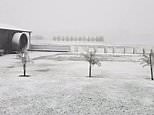 NSW city of Orange blanketed by snow thanks to polar blast