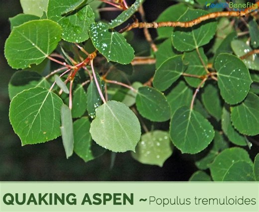 12-24” Tall 2 PLANTS Quaking Aspen (populus Tremuloides), 1 Year Old Plants - Etsy