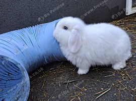 White Mini lops with blue eyes (2 left) - £80