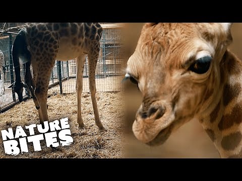 You Wont Believe How a Giraffe Gives Birth | Nature Bites