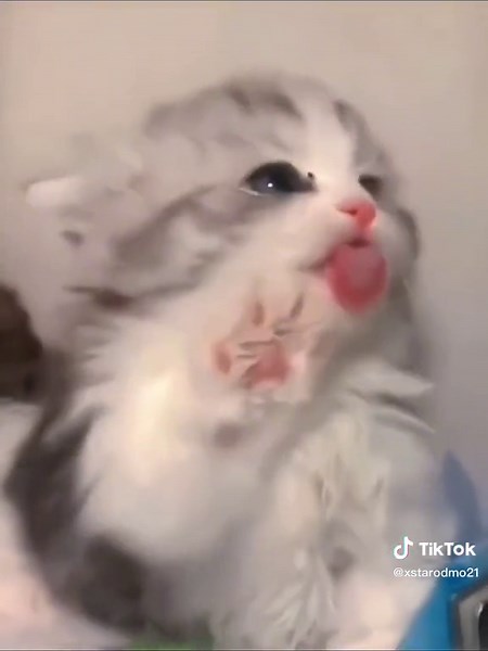 Cute Kittens Playing and Exploring Their Surroundings