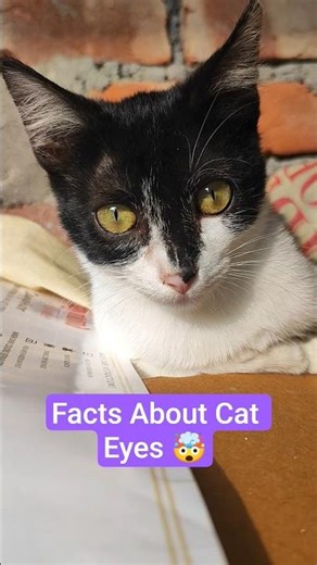 The Fascinating Science Behind Cat Eyes #catseyes #cats #shorts