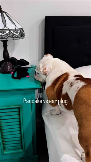 36K views · 2.6K reactions | Pancake is a critical thinker #englishbulldog #funnydog #cutedog #dogsofinstagram | The Baby Pancake | Facebook