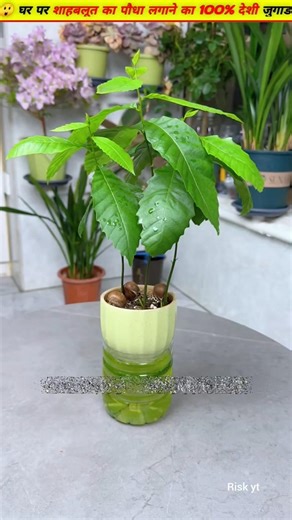 😲Grow lots of chestnut plants at home 100% #growth #tree #gardening