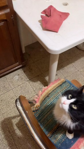 Ma routine alimentaire du chat à l'aube (5h00) ❄️ ‎روتين إطعام روزا في فجر الشتاء (5:00 صباحاً) 🍚 | Wael Boussaada