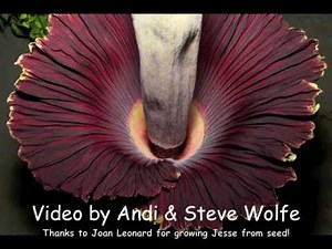 Giant Corpse Flower bloom - time lapse from two views